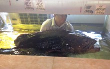 Cá mú nghệ nặng gần 100kg bán ở Sài Gòn
