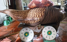 Cá hô Biển Hồ 130 kg về nhà hàng ở Sài Gòn