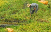 Hết hạn mặn đến mưa dầm, nông dân miền Tây điêu đứng