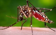 Cảnh giác cao độ phòng ngừa virus Zika