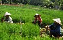 Rau củ Đà Lạt tăng giá mạnh