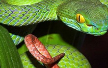 Bất an vì rắn độc