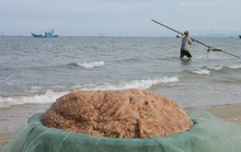 Hàng chục tấn ruốc dạt vào bờ biển Quảng Bình