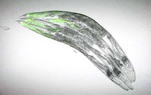 khám phá tương tác ruột - não - miễn dịch