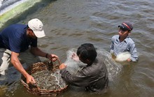 Phải xử lý dứt điểm tôm giống không rõ nguồn gốc