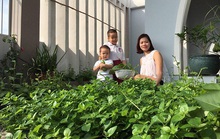 Ngắm vườn rau quả xanh mướt của mẹ 8X ở Sài Gòn