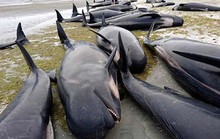 New Zealand lo ngại hàng trăm xác cá voi phát nổ