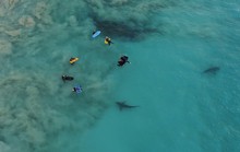 Kinh hoàng nhóm học sinh bơi lội bên trên 400 con cá mập