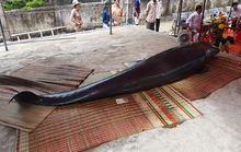 Cá voi “khủng” kiệt sức, dạt bờ biển Bình Định