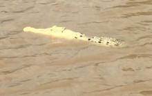 Phát hiện cá sấu trắng cực hiếm tại Úc