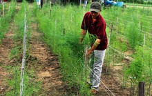 Ninh Thuận: Người trồng măng tây xanh lãi cao