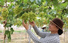 Nho Ninh Thuận hút hàng nhưng giá không tăng