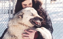 Cô gái được chó sói cứu khỏi bệnh trầm cảm sau khi bị cưỡng hiếp