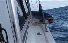 Mắc kẹt trên boong tàu, cá mập vùng vẫy thoát thân