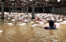 Gom 4.000 con lợn chết do mưa lũ đi tiêu hủy