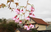 Lâm Đồng bất ngờ hủy lễ hội hoa mai anh đào