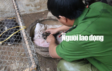 Được cứu khỏi cẩu tặc, 2 chú cún chào đời tại trụ sở công an