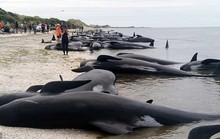 New Zealand: Hàng trăm cá voi gục chết ở tử địa