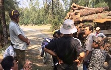Công khai phá rừng phòng hộ?