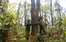Dồn sức giữ rừng: Chặn bước lâm tặc