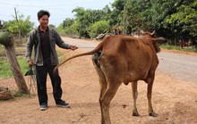 GIAN NAN THOÁT NGHÈO! (*): Đừng để ngàn tỉ trôi sông