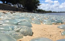 Hàng ngàn con sứa đổi màu bờ biển Úc