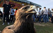 70 đầu chim độc đáo tham gia cuộc thi “Chim săn mồi”