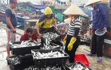 Ngư dân 'săn' cá nục kiếm hàng chục triệu đồng mỗi ngày