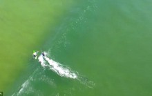 Clip: Cá mập trắng bơi gần người lướt sóng ở Ballina