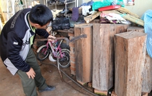 Gỗ phát hiện ở nhà Trưởng Ban Quản lý rừng là thông đỏ quý hiếm, nguy cấp