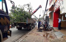 Bình Dương nói gì khi nhổ hàng loạt cây dầu vừa trồng?