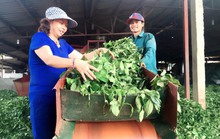 Mang chè Việt ra thế giới