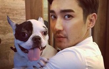 Sao Hàn bị tẩy chay vì chó cưng cắn chết người