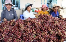 Nho Ninh Thuận - “Thương hiệu nông nghiệp nổi tiếng Việt Nam”