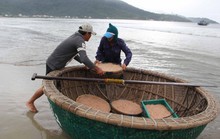 Ngư dân Đà Nẵng trúng đậm mùa ruốc