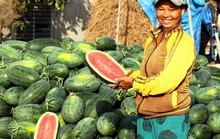 Dưa hấu Phổ Châu không có mà bán