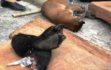 Xe khách BKS Lào giấu “kho” động vật quý hiếm trên nóc xe