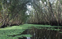 Lung linh mùa nước nổi ở An Giang