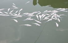 Bà Rịa - Vũng Tàu: Gần 90 tấn cá nuôi lồng bè chết bất thường