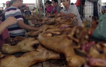 Lễ hội thịt chó Trung Quốc bất ngờ được tổ chức