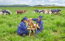 Bò organic ở trang trại như ở… khách sạn!