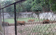 11 con hổ được nuôi nhốt trái phép ở Thanh Hóa