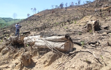 Gần 61 ha rừng bị phá, hàng loạt kiểm lâm Bình Định bị kỷ luật