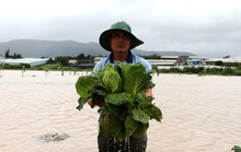 Giá rau củ quả Đà Lạt vẫn cao kỷ lục