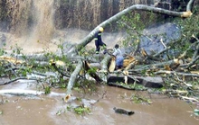 Bị cây rơi từ trên thác đè trúng, 20 người chết