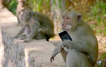Bầy khỉ xã hội đen trên đảo Bali