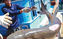 Chuyện câu cá mập của ngư dân Phú Quý