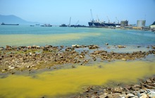 Vì sao tảo nở hoa xuất hiện liên tục trên vùng biển ở Huế?