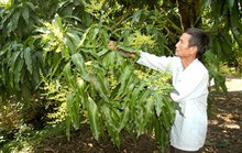 Trồng xoài qua mạng