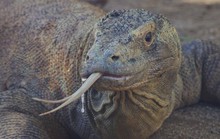 Lấy độc trị độc bằng máu rồng Komodo